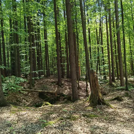 Lejlighed Zur Schonen Aussicht Freyung-grafenau Freyung